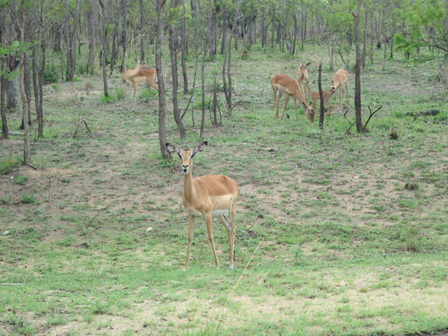 Impala.